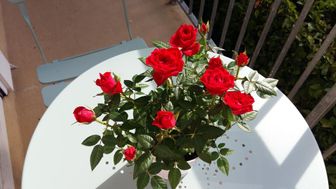 Photo n°1
